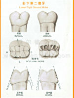 牙齿解剖形态图大全