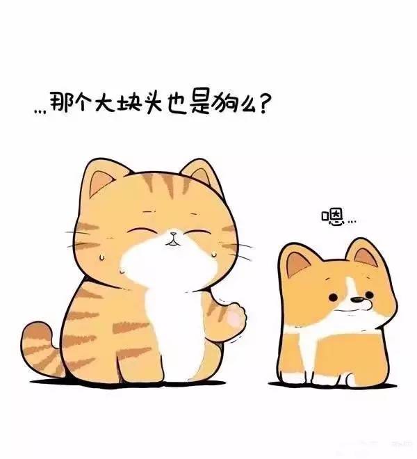 橘猫头像