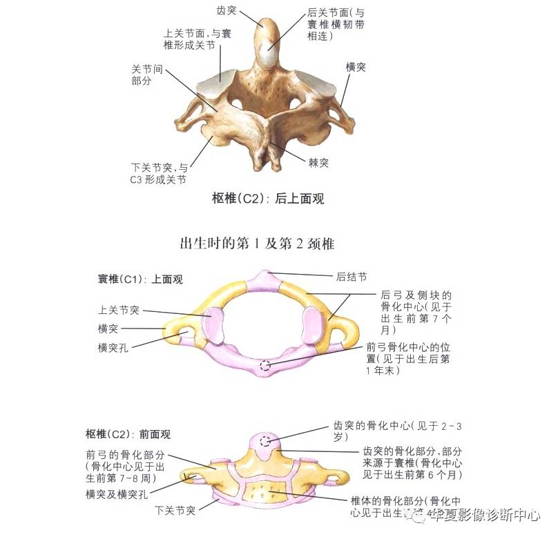 颈椎胸椎腰椎的详细解剖都在这里了