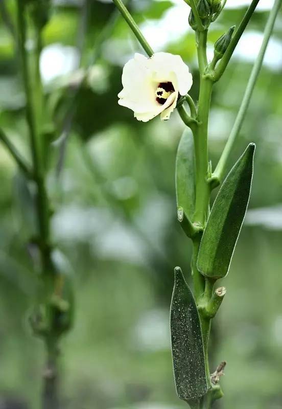 羊角葵的汁能美容吗—— 草之一 山草类      甘草,黄芪,人参,沙参