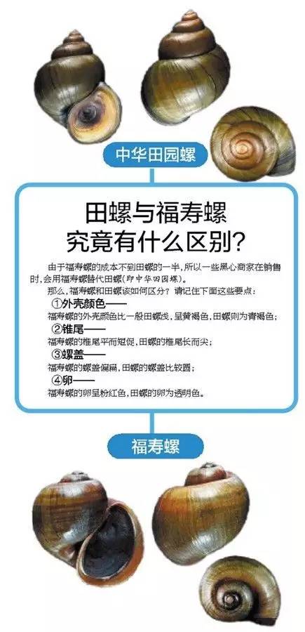 从外观上说,田螺的口比较小,而且尾巴也比较尖,相比之下,福寿螺外壳则