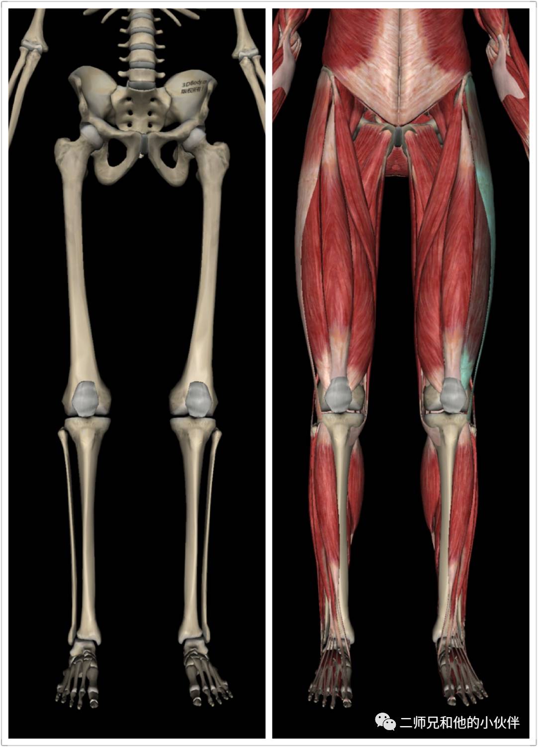 大腿结构图 放这个图的原因是给大家看看,腿部的接构造本就是一个