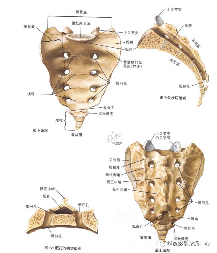 颈椎胸椎腰椎的详细解剖都在这里了