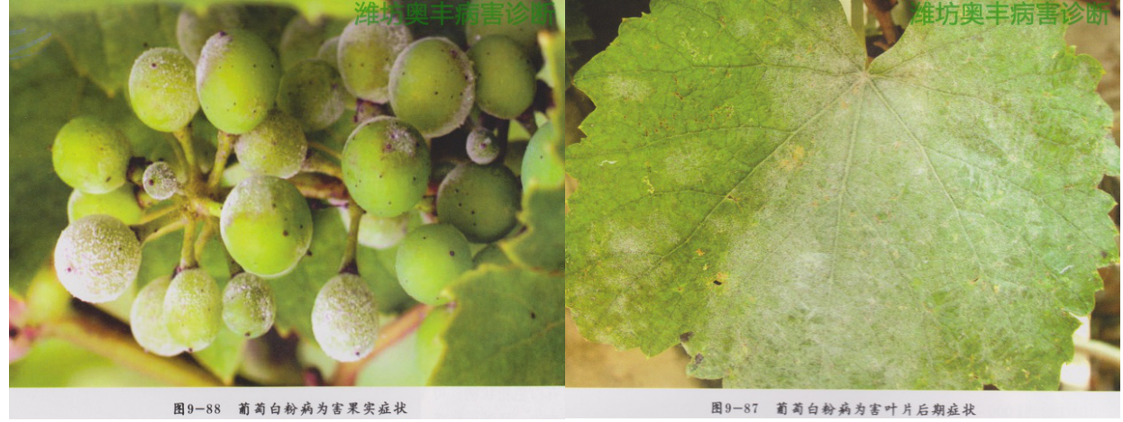 葡萄常见病害的识别与防治白粉病