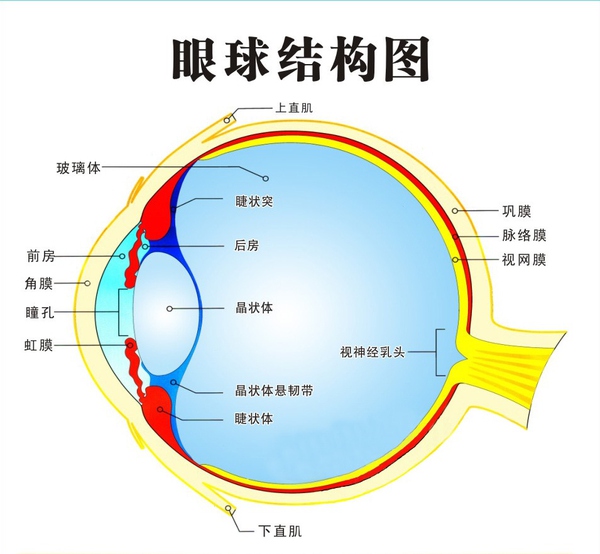 正常视力的眼睛都适应看远的东西,如果看近的物体就需要睫状肌经常