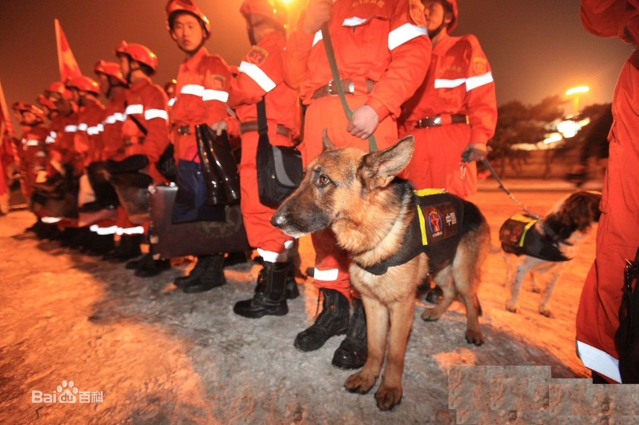 ウクライナ政府から勲章を授与された“英雄”犬 危険地帯で数多くの命を救う | クーリエ・ジャポン