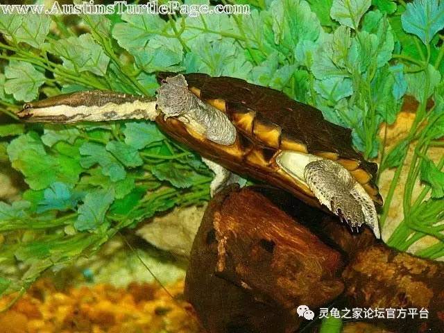 阿根廷蛇颈龟南美蛇颈龟
