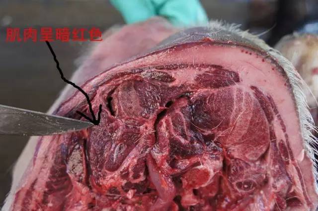 如何鉴别病死猪肉,注水肉,公猪母猪肉?