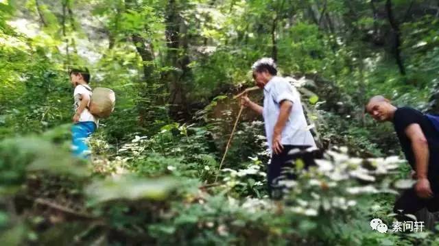 跟一个视大山与草药如生命的男人一起上终南山采药会是怎样的体验