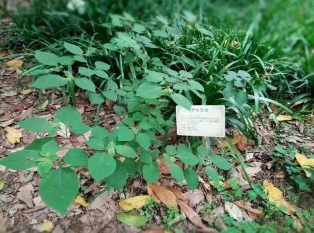 广中医校园系列药王山