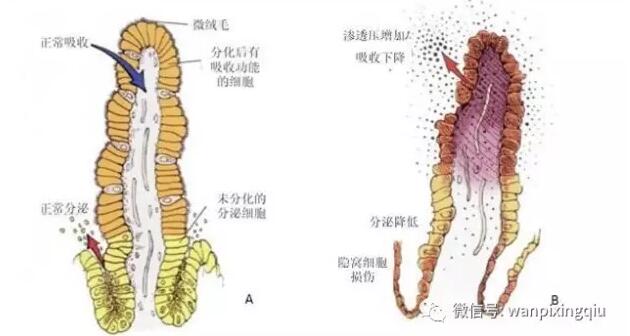 狗狗得了冠状怎么办