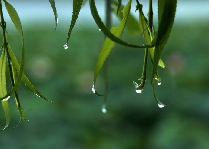 梅雨季节[自然气候现象]是什么 关于梅雨季节[自然气候现象]的详细