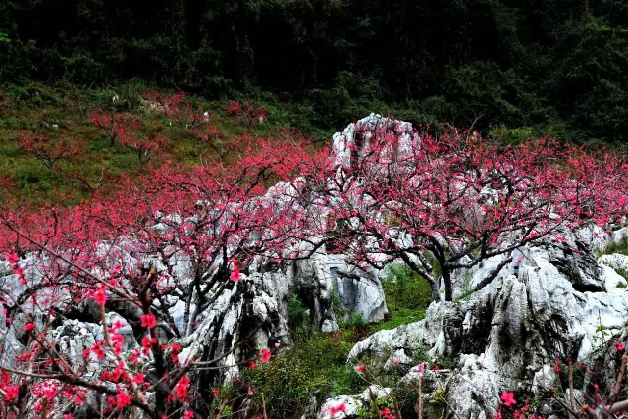 李洞桃花谷