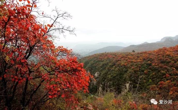 沙河大安山又称马鞍山满山红叶似彩霞你知道吗