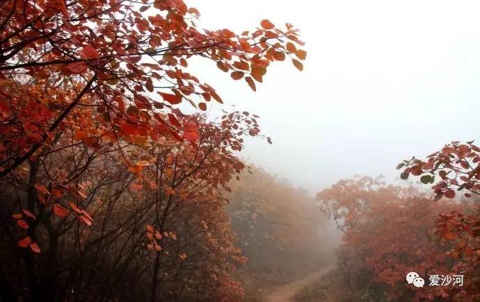 沙河大安山又称马鞍山满山红叶似彩霞你知道吗