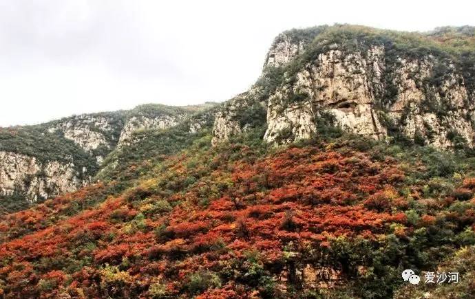 沙河大安山又称马鞍山满山红叶似彩霞你知道吗