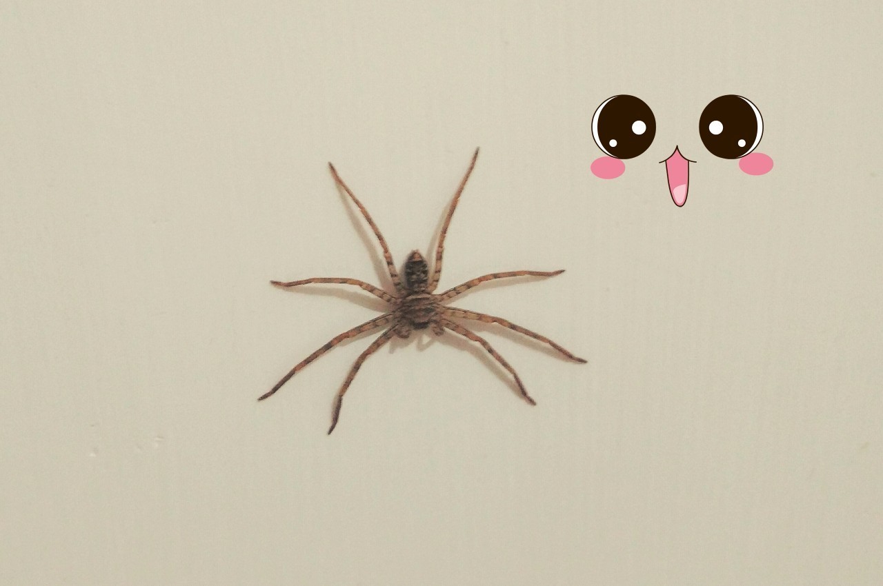 突然看见床头上方一只手掌心大的长脚蜘蛛正在盯着你——两眼对八眼