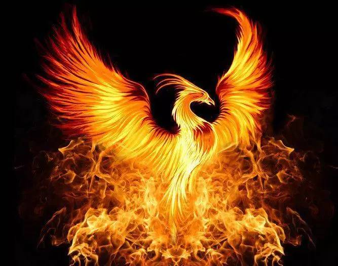 在希腊神话中,phoenix是一种不死鸟.