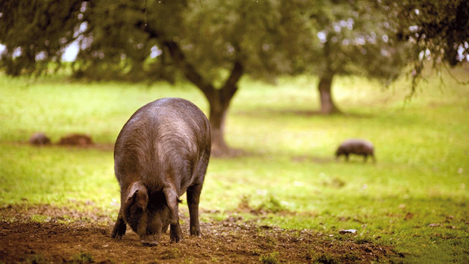 美食 一只猪的最高荣誉,就是被做成伊比利亚火腿