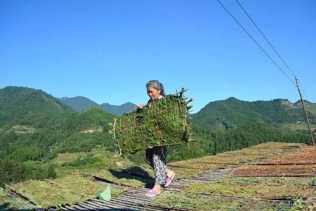 晒红烟丨烈日下松阳山区农民的守望