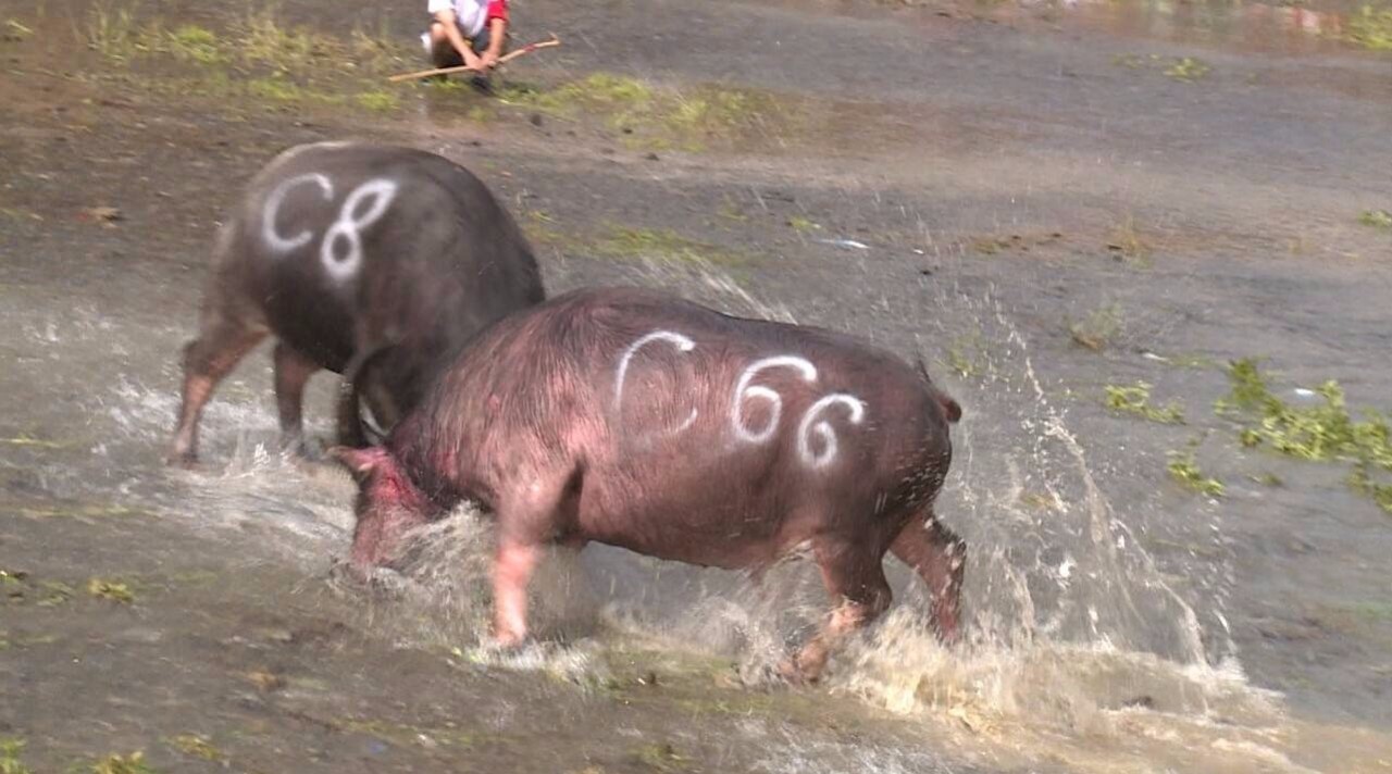 牛王擎天柱对战野牛