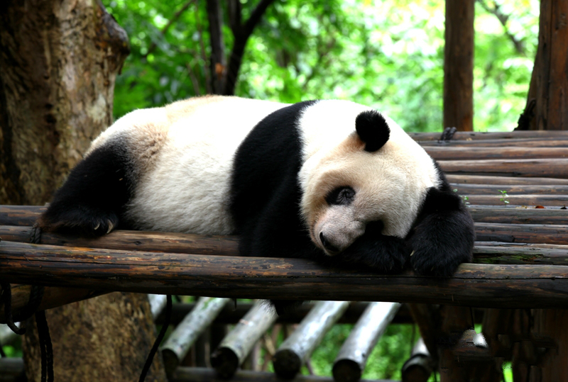 成都大熊猫生态园博物馆