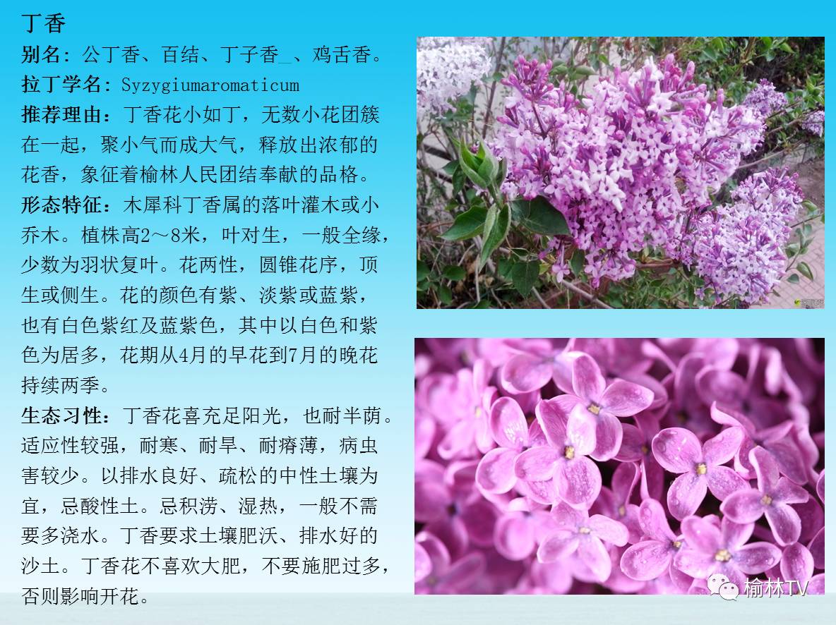 榆林评选"市树市花"活动启动 请为你心仪的那抹绿投票