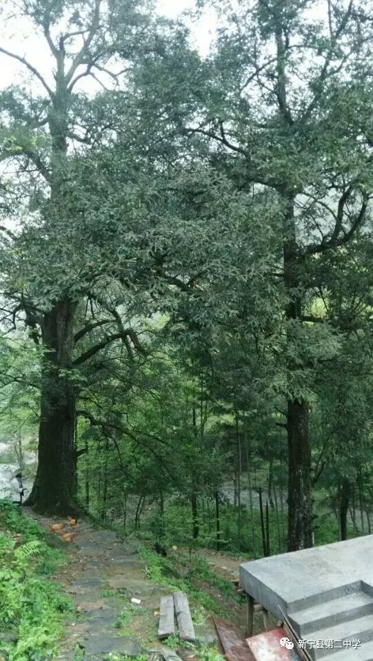 靖位潮水村的千年香榧树