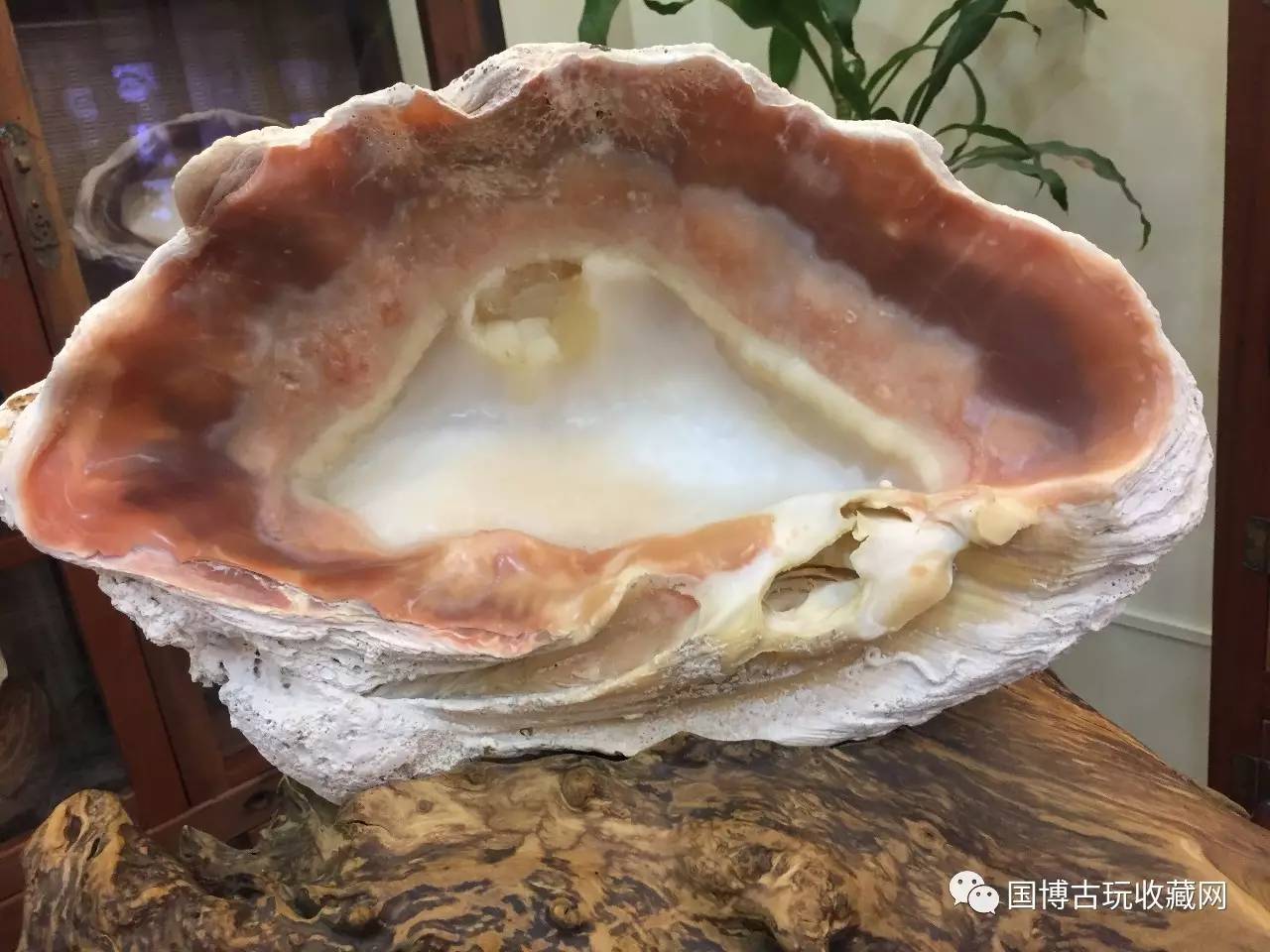 看cctv怎么辨真假!什么样的砗磲最稀有,最珍贵,最具有收藏价值?