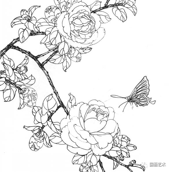 实用白描画稿:茶花