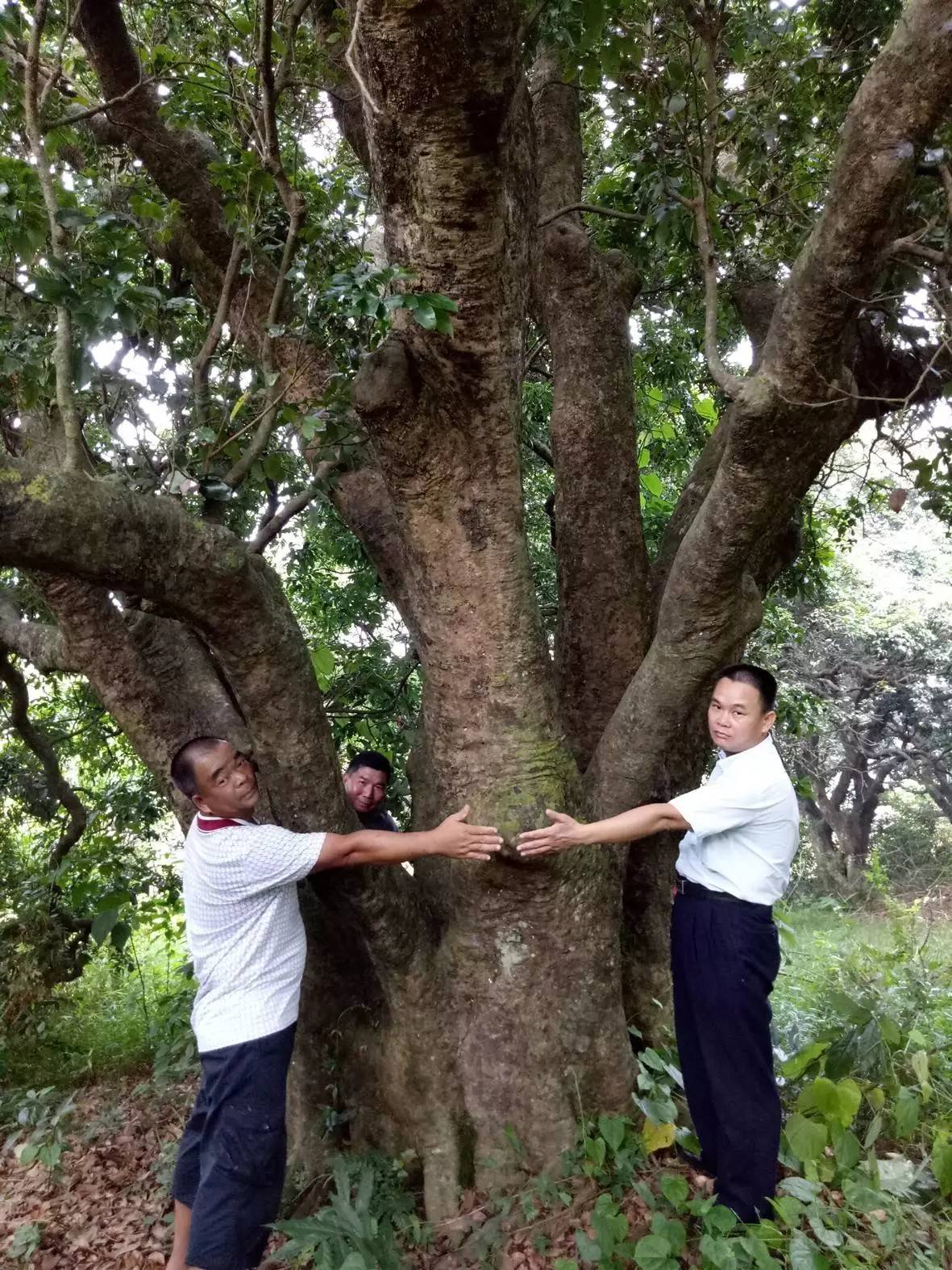 乡土丨江东新区有一棵有300年历史的古荔枝树