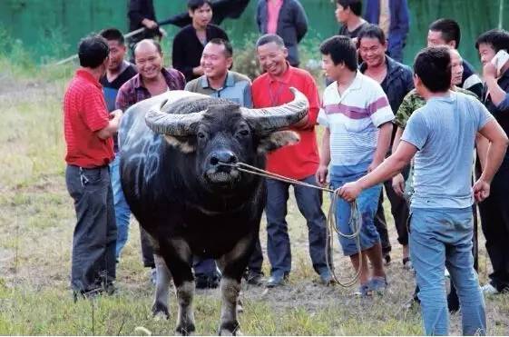 长坡斗牛城首届牛王争霸赛震憾来袭