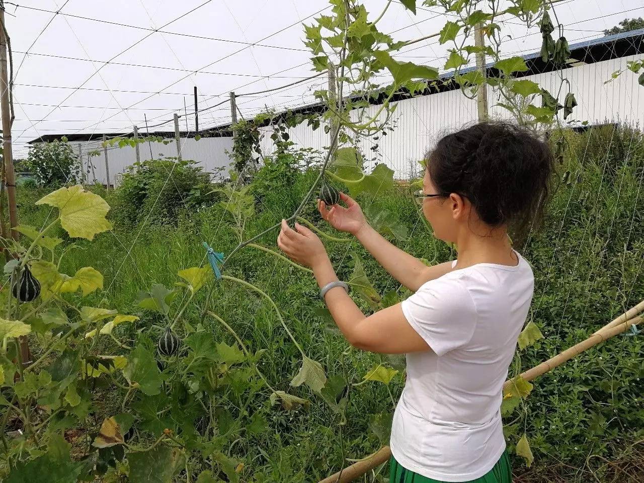 江油这个地方厉害把100多亩台湾水果莲子都搬来了