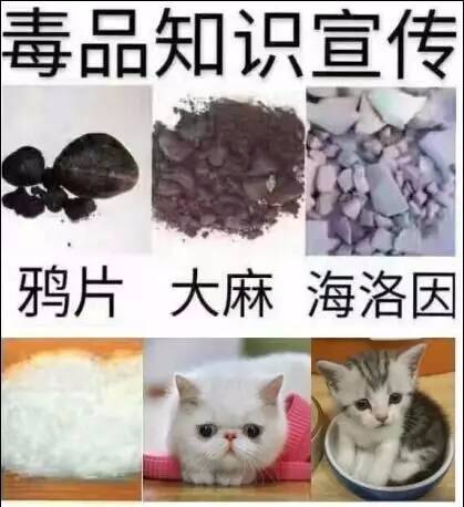 猫算不算毒品?