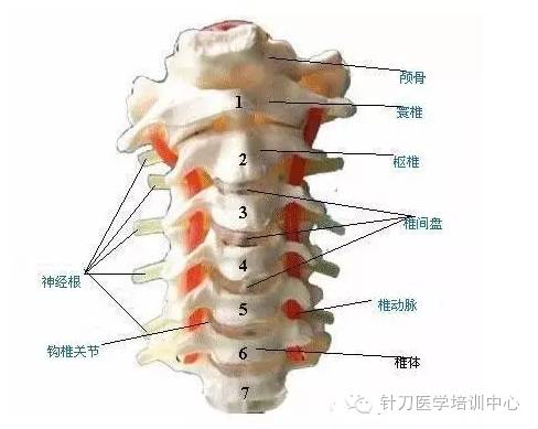 棘突 横突 体表定位