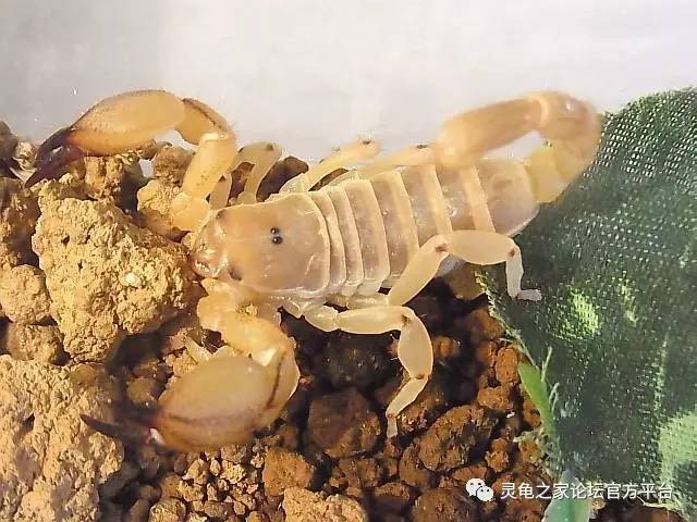 以色列金蝎 israeli gold scorpion scorpio maurus