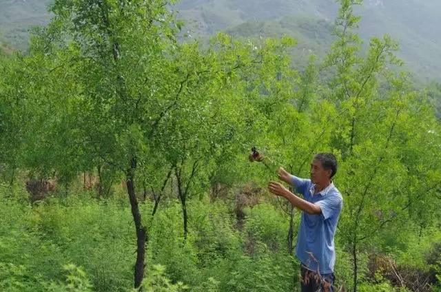 酸枣标准化种植园邢酸谈话品种改良园河北农业大学中国枣研究中心