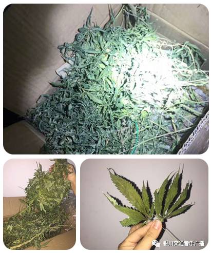 的银川市某公寓房间冰箱内查获用绿色塑料袋包装的毒品大麻疑似物一袋