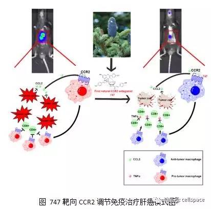 人口 环境调控_人口的数量常常随环境资源的改变而发生波动 下图为人口自动(2)