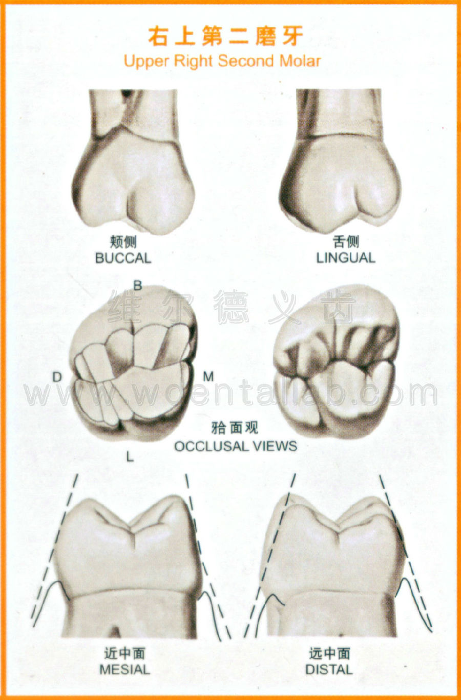 牙的形态和构造解剖图