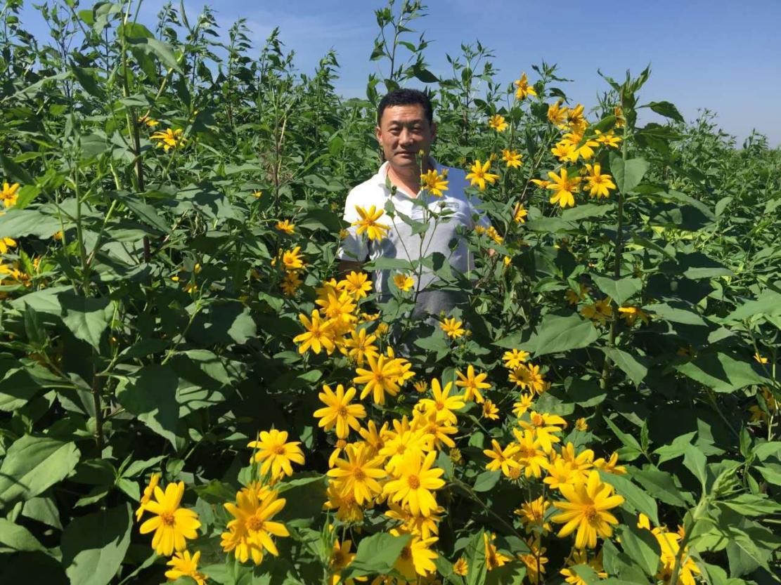 你们有吃过菊粉的没有,我想知道什么是菊粉?听朋友说菊粉对身体健康很有帮助,我经常喝酒应酬饮食极其不规律,想好好调养一下,听说菊粉对这一点很有效果,是真的吗,你没有说吃过?