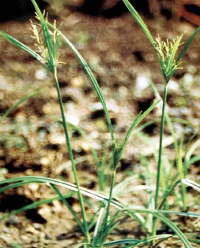 相关名 香附,香附子,草附子,附米,莎草根,黑香附,雀头香,候莎,夫须