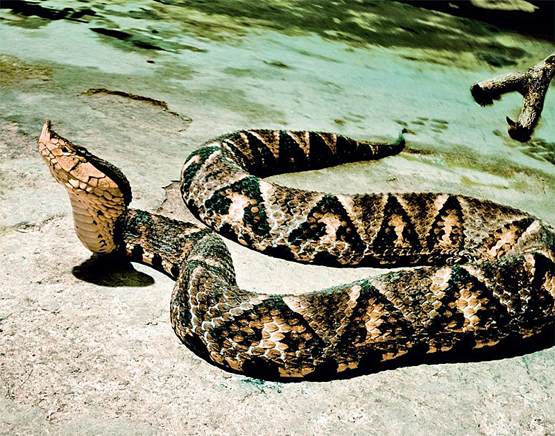 农妇遭五步蛇空袭 怒撕毒蛇只想为儿加菜 附梅州地区常见毒蛇图 