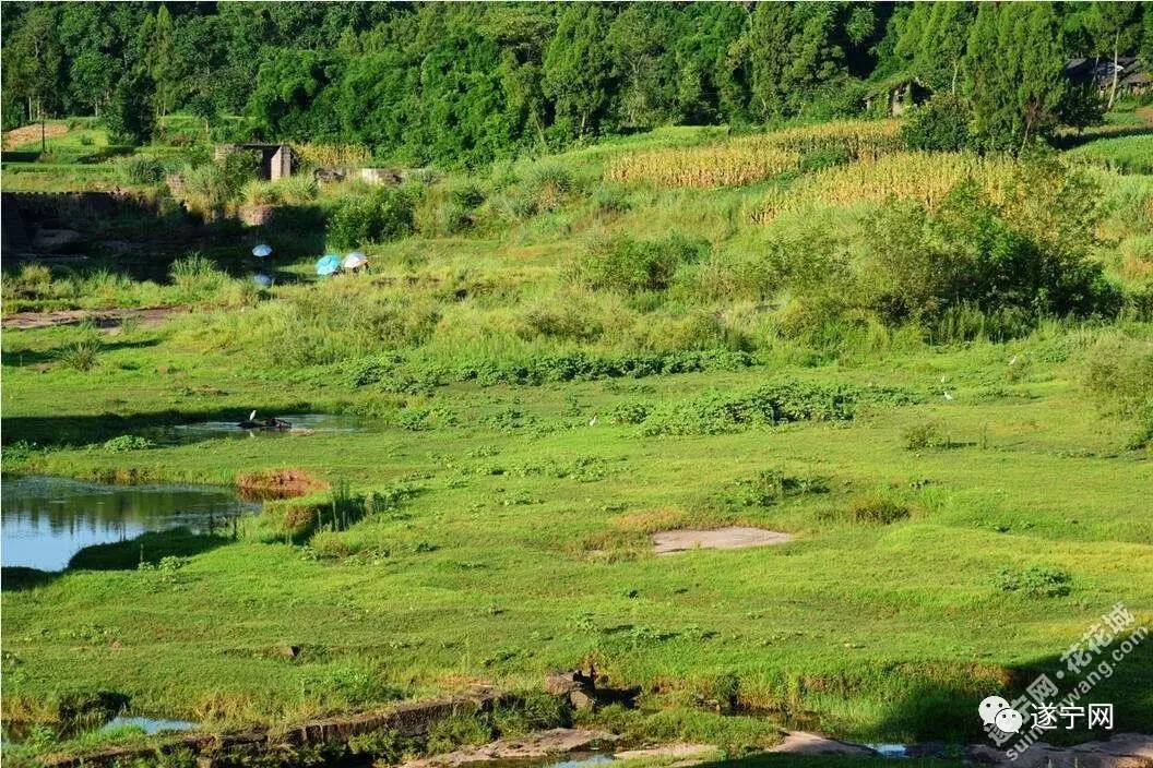 安居区白安河林家高滩风光(视频)