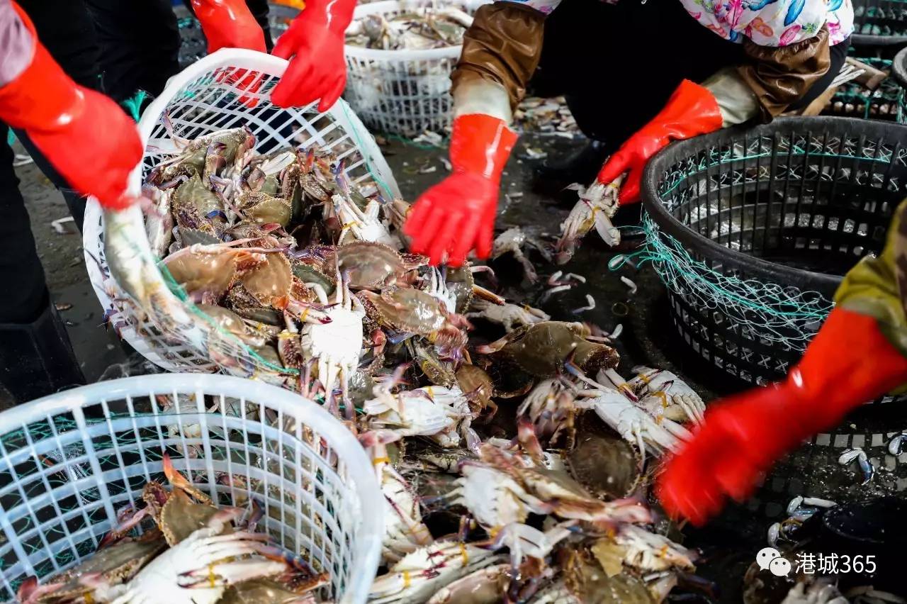 【海鲜】秋捕梭子蟹喜获丰收!喜欢吃海鲜的市民有口福