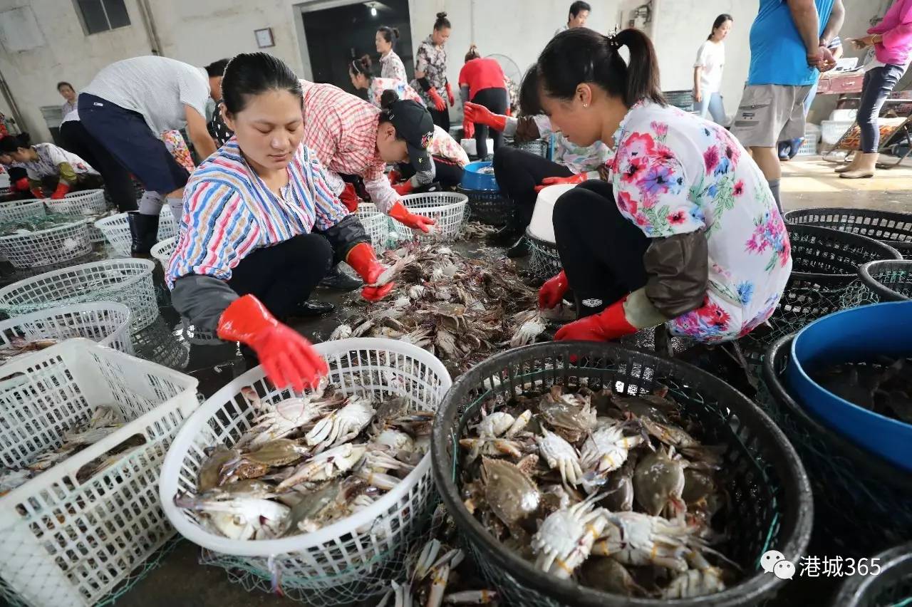 【海鲜】秋捕梭子蟹喜获丰收!喜欢吃海鲜的市民有口福