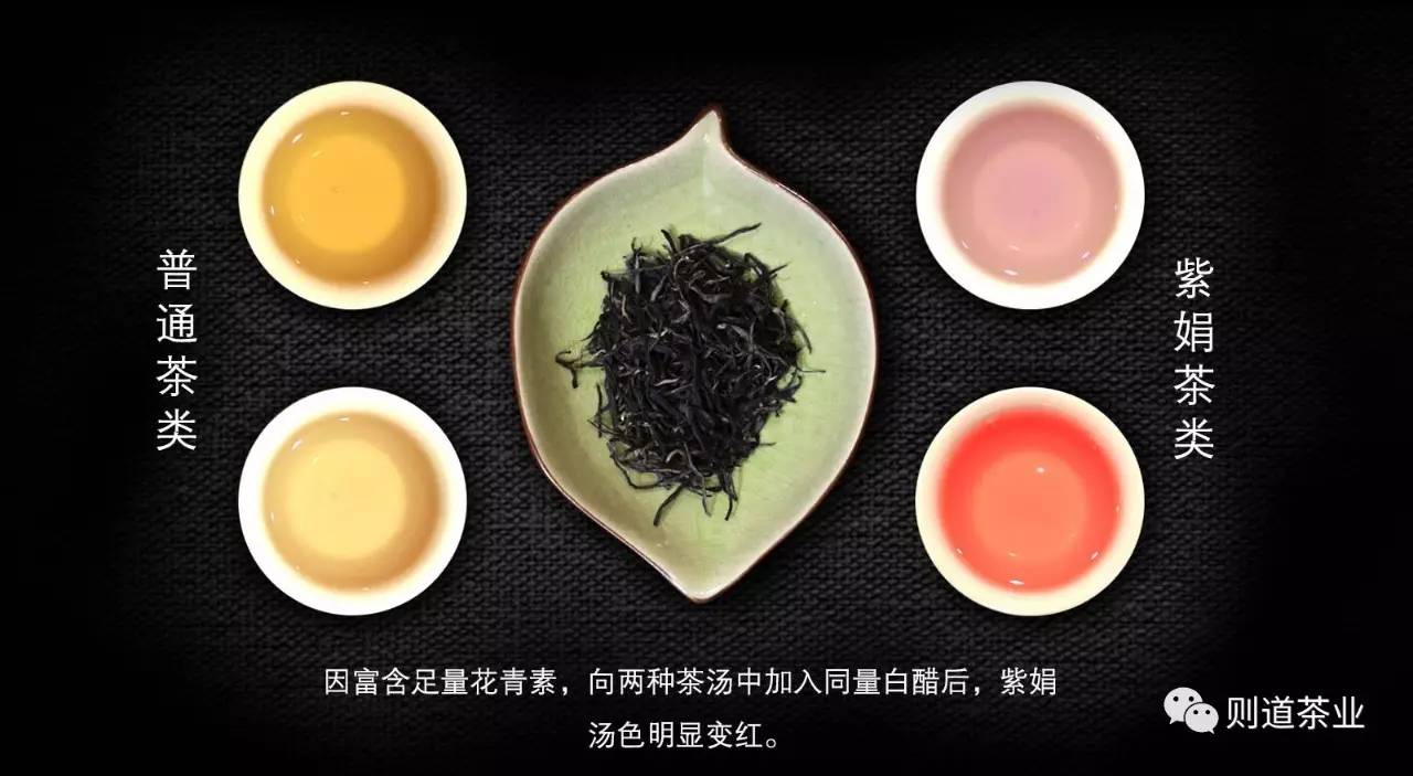 茎都为紫色的茶树,茶菁色泽为紫色,汤色亦为紫色,轰动茶界,这就是紫娟