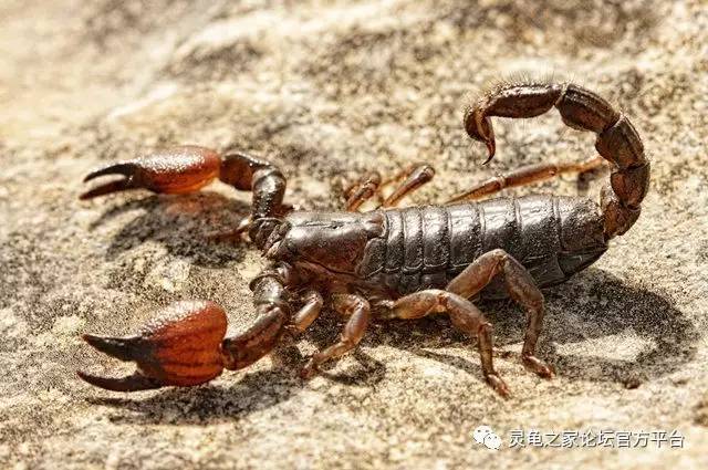 以色列金蝎israeligoldscorpionscorpiomaurus