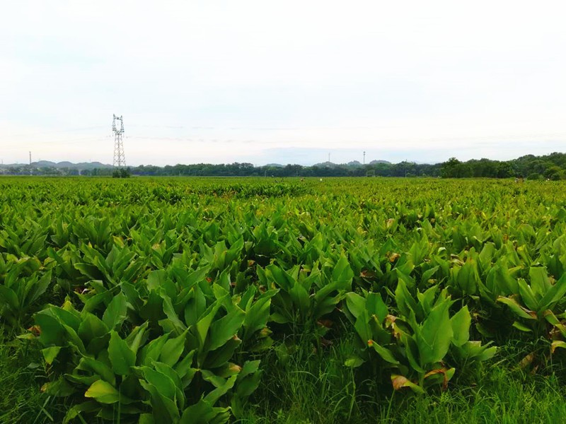 现代农业示范区中药材种植基地受高温灼伤的温郁金恢复生长.