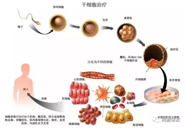 糖尿病大鼠来源骨髓间充质干细胞体外培养观察及其生物学特性